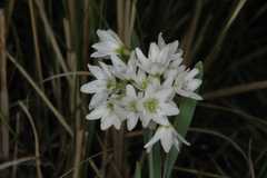 Allium humile